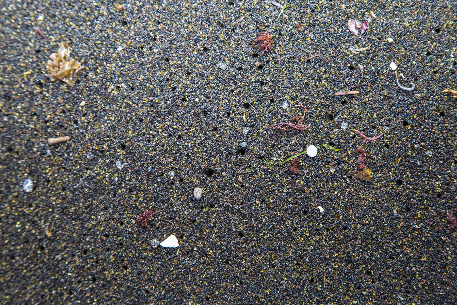 Microplastic pollution harming marine life in ocean ecosystem