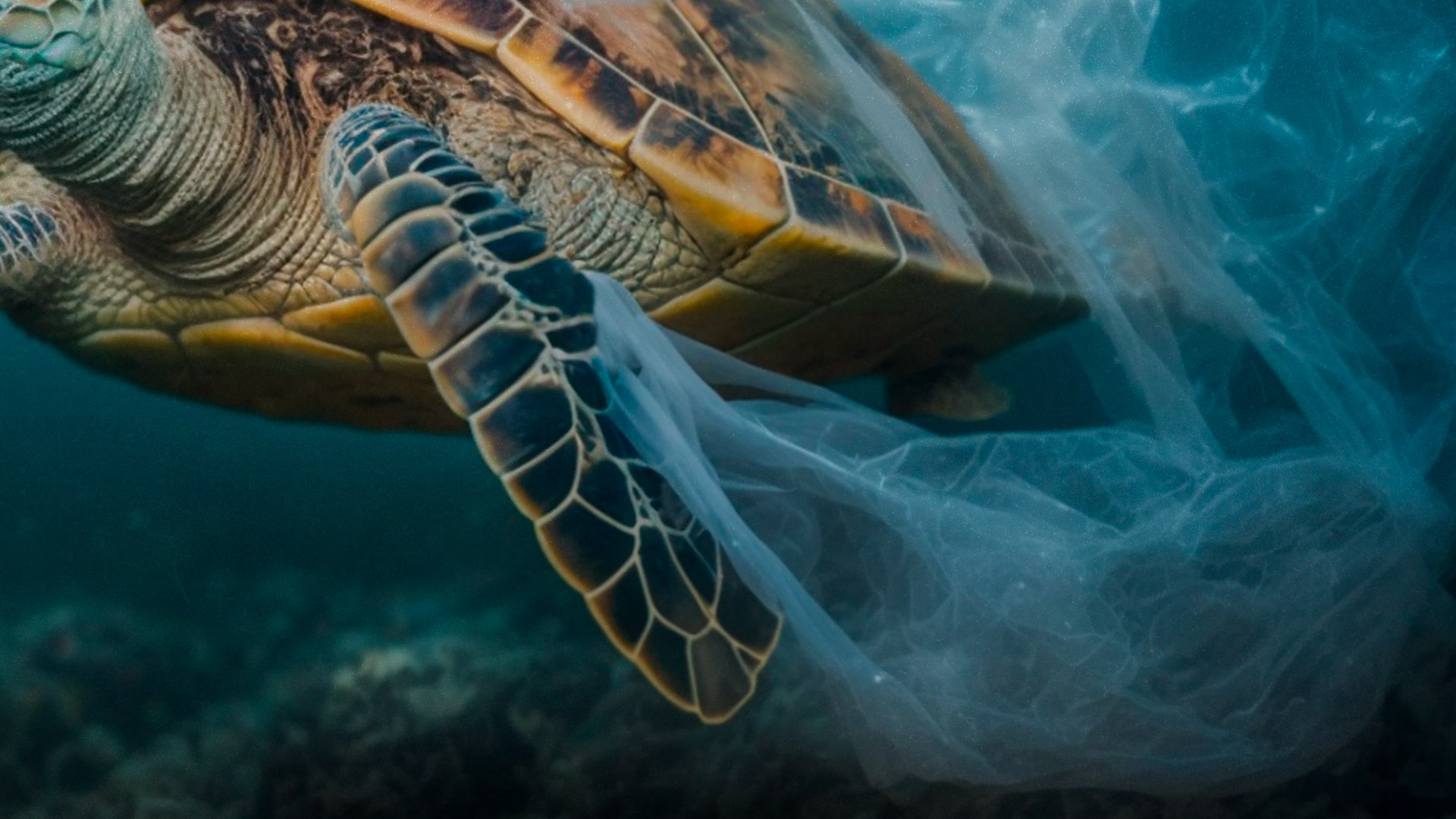 Plastic pollution on beaches, from Southeast Asia to Antarctica, harming wildlife like turtles and seabirds and impacting human health.